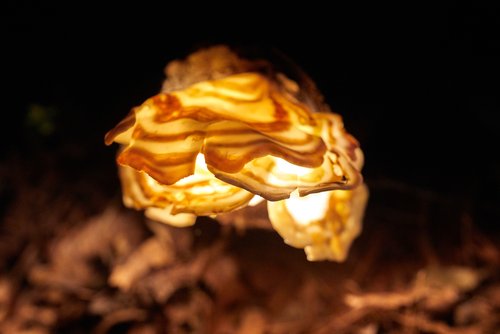 چیدمان هنری قارچ های نورانی